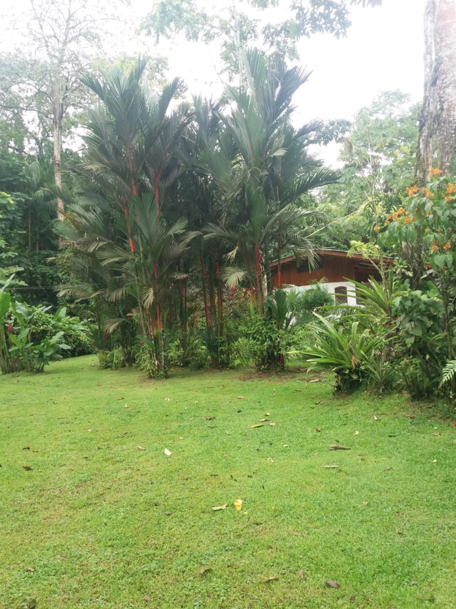 Los Delfines Lodge Puerto Viejo de Talamanca Экстерьер фото